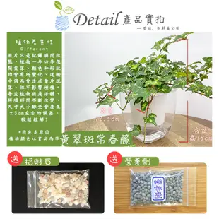 【現貨】【小品文化】黃翠斑常春藤 4吋透明懶人盆栽 簡單種植 觀葉植物 室內植物 空氣淨化 創意花盆 居家辦公盆花