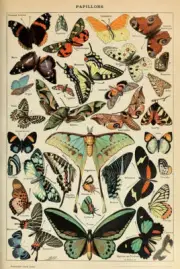 PAPILLIONS - BUTTERFLY CHART POSTER 24x36 - 7897