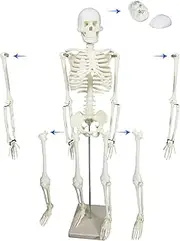 Bergmann Mini Human Skeleton Model - 85cm Tall Skeleton w Removable Arms and Legs, Easy to Assemble - Anatomy Skeleton Medical Model - Articulated Skeleton Bone Model