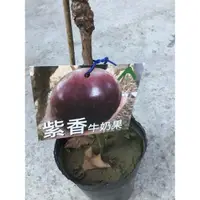 在飛比找蝦皮購物優惠-卉迎園藝 紫香牛奶果嫁接苗高度60公分/水果樹苗/新興果樹