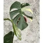 MUZI 木子。黃斑龜背芋 7吋 泰斑 黃斑 觀葉植物
