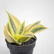 Sansevieria Trifasciata White Gold Rare Uniqe Snake Plant