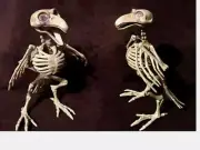 3-D Rat or Bird Poseable Skeleton Halloween Props Gift Home Party Table Decor