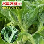 【青滿園】冰菜種子 高氨基酸特菜冰草種子 臺灣水晶冰菜 盆栽蔬菜種子 冰菜苗種子