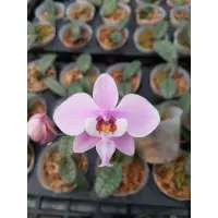 在飛比找蝦皮購物優惠-原生種 蝴蝶蘭 Phalaenopsis schilleri