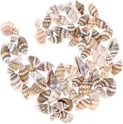 BESTOYARD Natural Conch Shell Decoration Set 500pcs Sea Shells for Home Decor Craft Projects Aquarium