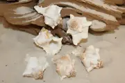 Murex Virginis -Display Shell- Craft Supply - Shell Collectors Gift - SS-352