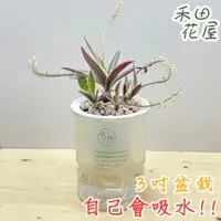 在飛比找蝦皮購物優惠-禾田花屋|油點百合錦|3吋花伴盆|室內植物|免澆水|懶人盆栽