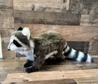 HANSA Realistic Plush Raccoon Plush New LARGE