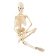 Human Skeleton Anatomical Model Anatomical Teaching Tools With Base YEK