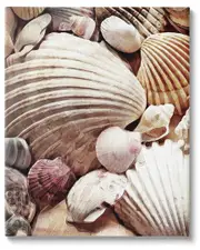 Various Nautical Clam Conch Shells Canvas Wall Art by Ashley Aldridge