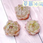 🌵✧植得栽✦ 【草莓冰河】景天科/韓國多肉/多肉植物/多肉/韓國進口多肉/植栽/植物/盆栽/SUCCULENTS/療癒