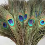 10X PEACOCK TAIL FEATHERS NATURAL 25-30CM INCHES LONG FOR BOUQET MILLINERY CRAFT