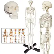 Human Skeleton Anatomy Model with Metal Stand, 33.5 inches Human Skeleton Mod...