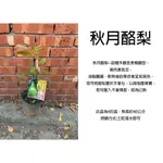 心栽花坊-秋月酪梨/翹嘴蘭酪梨/4吋/嫁接苗/水果苗/酪梨品種/售價500特價400