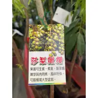 在飛比找蝦皮購物優惠-沙梨橄欖/橄欖苗/永吉種苗園