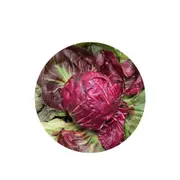 Chicory Palla Rosa - Seed Packet - Organic Seeds - Autumn - Spring