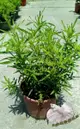 5吋盆 [大艾草盆栽 葉子味道清香 客家美食超愛 ] 活體香草植物盆栽，可食用.料理或泡茶~半日照佳