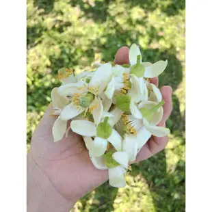 星源茶園 特色季節限定茶 柚花茶系列 （柚花烏龍/柚花紅茶)100g