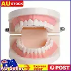 PVC Oral Tooth Models Giant Standard Small Dental Model Useful Dental Appliances