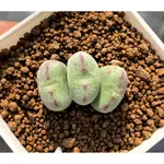 🌵✧植得栽✦【口笛】番杏科/石頭玉/屁屁玉/石頭花/LITHOPS/生石花屬/屁屁石頭玉/多肉植物/多肉/園藝