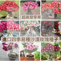 在飛比找蝦皮購物優惠-☢∋🍓💋【超高發芽率】四季易種植稀缺沙漠玫瑰種子稀有高貴品種