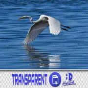 50 HERON TRANSPARENT PNG PHOTOSHOP OVERLAYS, ISOLATED ANIMALS PNG FILE PHOTOSHOP