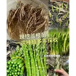 【蘆筍根苗】四季種植蘆筍苗 3年蘆筍根苗 綠蘆筍蔬根莖紫蘆筍蔬菜根莖 當年可收獲 多年採摘蔬種苗 四季多年生陽臺盆栽種植