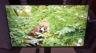 Panasonic 國際牌 55吋 4K 智慧聯網 液晶電視 TH-55FX700W