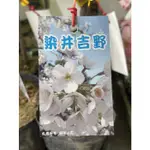 花草巷弄 4.5吋黑軟盆 // 染井吉野櫻 // 櫻花苗 // 可挑品種 // 觀花植物