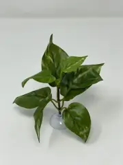 Green & White Pothos Plant SUCTION CUP base