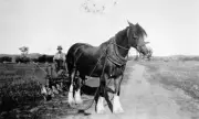 Farmer on Plough at 'Lowlands' Farm Boweya Victoria 1925 Australia OLD PHOTO