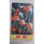 水果苗  日本甜桔  1尺盆高60-90CM皮薄香甜【花田厝】