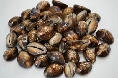 120 PCS SNAKEHEAD CYPRAEA COWRIE SEA SHELL BEACH CRAFT
