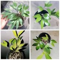 在飛比找蝦皮購物優惠-超優惠 波溫鐵樹 bowenia spectabilis 澳