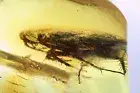 Big 14mm! Cockroach Blattaria Fossil insect in Baltic amber stone #9908