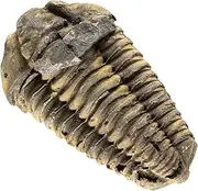 KALIFANO Authentic Large Arthropod Trilobite Fossil from Morocco - Marine Trilobita/Calymene for Fossil Collections and Education Purposes (Information Card Included)