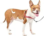 PetSafe Easy Walk Deluxe Dog Harness, No Pull Dog Harness – Perfect for Leash & Harness Training – Stops Pets from Pulling and Choking on Walks – Medium, Rose