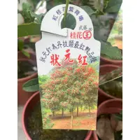 在飛比找蝦皮購物優惠-霏霏園藝 武藤紅桂為四季桂類最橙紅品種 武勝紅桂5-6吋一棵