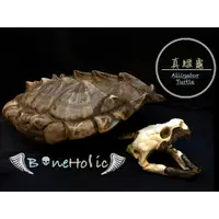 在飛比找蝦皮購物優惠-頭骨標本-真鱷龜 boneholic