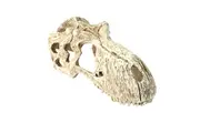 Komodo T-Rex Skull Small