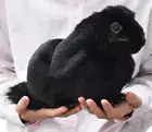 Hansa Holland Lop Realistic Plush Doll Black Rabbit Fluffy Toy 13in BH8142 Japan