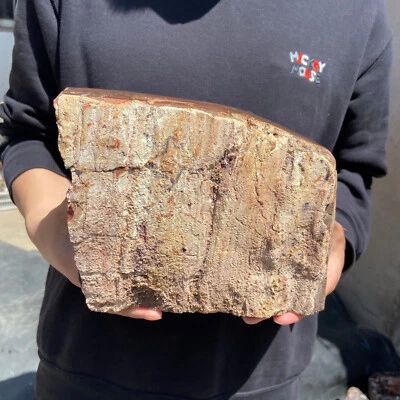 19.4lb Natural petrified stump wood rough Wood fossil mineral specimen healing