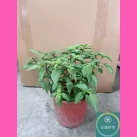 在飛比找momo購物網優惠-【花森好市】九層塔5-6吋(紅骨九層塔 植物 盆栽)