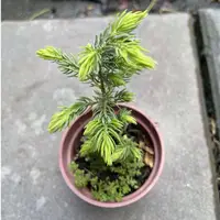 在飛比找蝦皮購物優惠-花草巷弄 3吋盆 / 黃金杜松 / 觀葉植物 / 小品盆栽