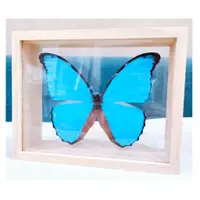 在飛比找蝦皮購物優惠-蟲新發現╭○-○╮蝴蝶標本A1~ 大藍閃蝶+雙面透木框一組