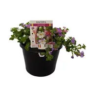 180mm Bacopa Triple Treat - Sutera cordata