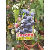在飛比找蝦皮購物優惠-★綠霖園藝★比洛克西藍莓 6寸盆 觀賞植物/水果樹苗/新興果