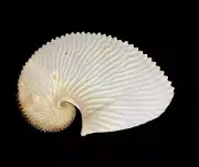 Sea shells Argonauta argo 173.6mm. Aquarium Decoration Products