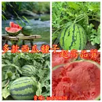 🌺【超多款款西瓜種子大全】 麒麟瓜甜瓜王黑美人盆栽西瓜菜園果園種植種子巨型西瓜種子四季播種超甜